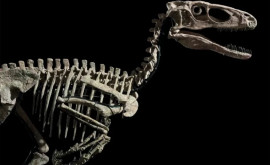 Наиболее сохранившийся скелет динозавра дейнониха продан на торгах Christies за 124 млн