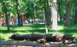 Reacția ministerului Mediului la decesul fetiței de 2 ani lovită de o creangă în parcul Alunelul