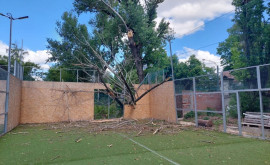 На теннисный корт в центре столицы рухнуло дерево