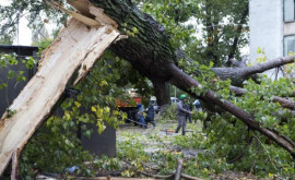 Случаи гибели людей под поваленными деревьями в столице 