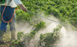 Власти сообщают о первых случаях отравления пестицидами