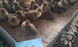 Почем рассада и цыплята на Piața Avicola в Кишиневе 