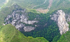 O pădure antică descoperită în China Speciile pe care le adăpostește