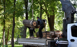 В столичном парке Штефан чел Маре проводится чистка деревьев Вход для посетителей ограничен 