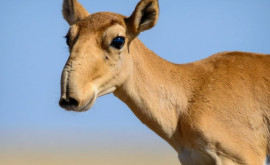 Kazahstan Populaţia de antilope saiga specie în pericol de dispariţie a depăşit un milion de exemplare