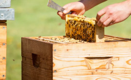 Пчеловодов будут уведомлять об обработке полей и садов вблизи пасек