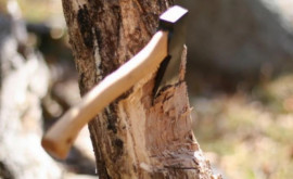 Copaci tăiați ilegal la Fălești și Telenești Făptașii au fost găsiți