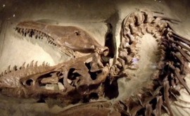 На британском острове Уайт палеонтологи нашли следы крупнейшего в Европе динозавра