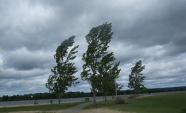Желтый код опасности изза ветра водителей призывают не парковать автомобили под деревьями