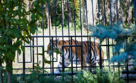 Обитатели зоопарка переведены на питание и условия жаркого периода