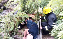 Пожарные спасли мужчину застрявшего под упавшим деревом