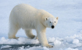 Белые медведи юга Гренландии научились охотиться на тюленей на отколовшихся кусках ледников