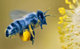 Что делать если ужалила пчела Некоторые природные лекарственные средства