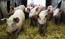 Producția de porci din România a scăzut dramatic din cauza pestei porcine