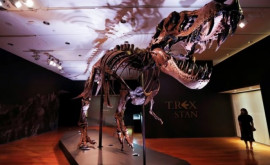 Скелет хищного горгозавра выставят на аукционе в НьюЙорке