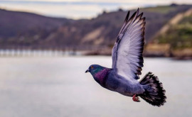 Strămoșii porumbeilor sălbatici găsiți pe insulele britanice și irlandeze