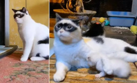 Два кота из Индонезии стали интернетзнаменитостями изза своей внешности Зорро и его сынок собрали миллионы просмотров