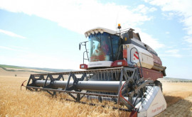 Тревожные тенденции в ходе уборки зерновых на юге Молдовы