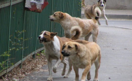 Ежемесячно десятки людей подвергаются нападению бродячих собак