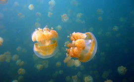 Хайфский залив кишит медузами