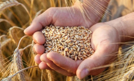 Боля Пшеница пока хранится на складах