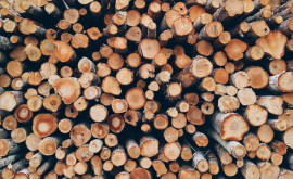 Где взять дрова в Молдове не вырубая лесной массив