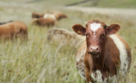 Seceta și prețul scăzut la lapte îi impune pe săteni săși vîndă bovinele