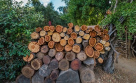 Moldsilva dă asigurări că va livra cantitatea necesară de lemn ocolurilor silvice