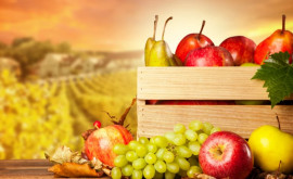 Спасут ли недавние дожди урожай фруктов и винограда в Молдове