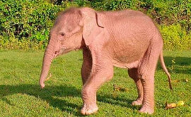 Un rar elefant alb sa născut în Myanmar