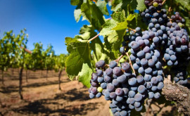 Производство винограда пострадало от засухи