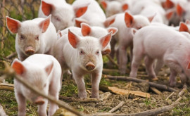 Новая вспышка африканской чумы свиней в Молдове