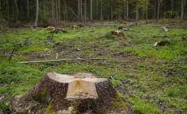Dumitru Roibu Complexul forestier din Moldova ar putea suferi o lovitură grea