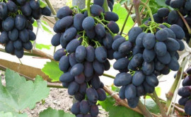 В Молдове возникли проблемы с качеством столового винограда