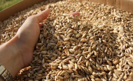  Государственные резервы пшеницы могут быть увеличены