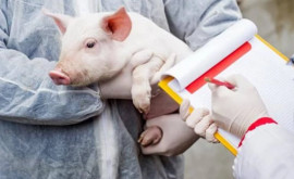 Вспышка чумы свиней обнаружена в селе Бульбоака