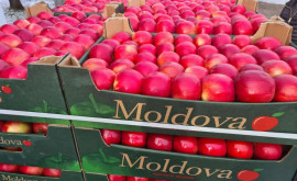 Embargoul impus de Rusia asupra produselor din R Moldova în vigoare de astăzi