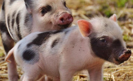 Еще два случая африканской чумы свиней зафиксировали в Молдове