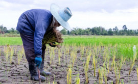 СМИ Китай намерен защитить урожай от засухи с помощью искусственных осадков