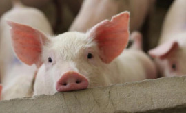 В Молдове выявлена новая вспышка африканской чумы свиней