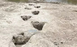 В Техасе обнаружены огромные следы динозавров которым около 113 млн лет
