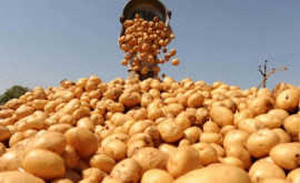 Prețurile la cartofi în Moldova ar putea scădea în curând
