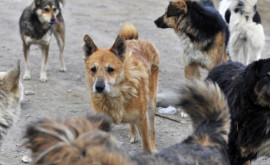 Кинолог Нельзя подкармливать бездомных собак во время дачного сезона