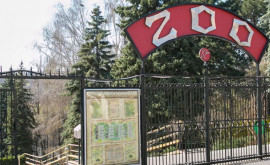 Lucrări de modernizare la Grădina Zoologică din Chișinău