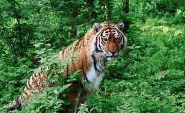 За 12 лет численность амурских тигров выросла на 40