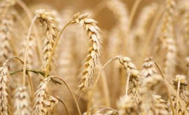 Пшеница взамен удобрений Азербайджан намерен закупить у Молдовы 100 тыс тонн пшеницы