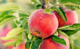 Întro livadă din raionul Ialoveni cresc mere care cîntăresc pînă la jumătate de kilogram fructul