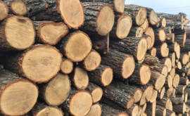 Cetățenii îndemnați să cumpere lemne doar pentru o iarnă