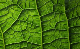 In frunzele plantelor au fost găsite pentru prima dată microplastice