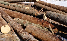 Procedura de autorizare a lucrărilor de curățare a copacilor va fi simplificată